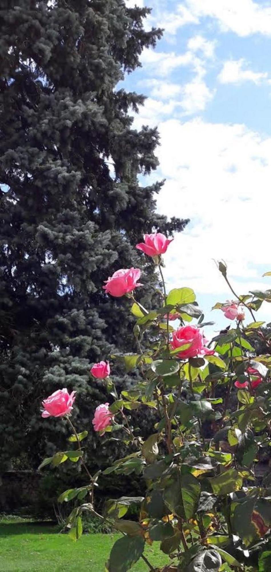 Apartment Crisoline Longwy-sur-le-Doubs